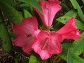 vignette Rhododendron Ana au 22 05 12