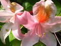 vignette Rhododendron Delicatissimum gros plan parfum au 26 05 12