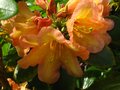 vignette Rhododendron Amber Touch chaudement color au 26 05 12