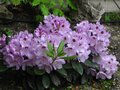 vignette Rhododendron Blue jay trs fleuri au 22 05 12