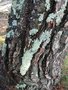 vignette Lichens sur un pin