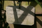 vignette Cymbidium 'Kurun Troubadour'