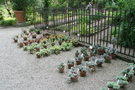 vignette plantes succulentes - collection