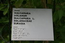 vignette Solanum dulcamara - tiquette en braille