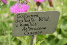vignette Centaurea dealbata humilior