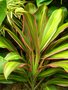 vignette Cordyline  fruticosa syn: