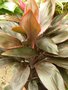 vignette Cordyline  fruticosa syn: