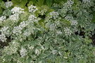 vignette Aegopodium podagraria Variegatum - Herbe aux goutteux panache