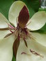 vignette Magnolia hypoleuca