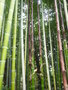 vignette Phyllostachys - Bambou