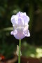 vignette Iris pallida - Iris ple = Iris illyrica = Iris dalmatica