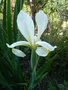 vignette Iris orientalis