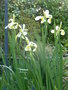 vignette Iris orientalis