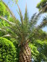 vignette Phoenix canariensis