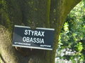 vignette Styrax obassia