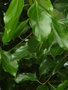 vignette Cinnamomum glanduliferum