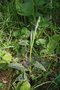 vignette Dactylorhiza maculata