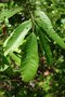 vignette Quercus variabilis