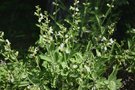 vignette Salvia officinalis 'Albiflora'