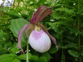 vignette Cypripedium 'Philipp'