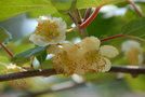vignette Actinidia (fleurs male)