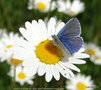 vignette L'Azur de la Bugrane ,Argus bleu' Polyommatus icarus : mle