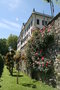 vignette Rosier paliss et Lagerstroemia indica taill