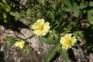 vignette Potentilla - Potentille