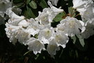 vignette Rhododendron