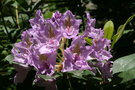 vignette Rhododendron