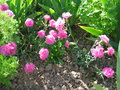 vignette illet mignardise Dianthus rose