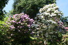 vignette Rhododendrons