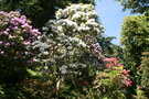 vignette Rhododendrons