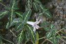 vignette Ruellia makoyana