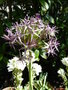vignette Allium albopilosum Christophii