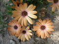 vignette dimorphoteca (fleurs)