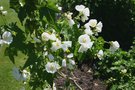 vignette Abutilon vitifolium f. album