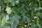 vignette Acer opalus ssp. obtusatum