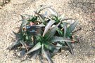 vignette Aloe verdoorniae