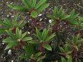vignette Rhododendron Glischroides au beau feuillage gauffr et poilu au 01 05 12