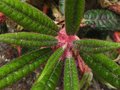 vignette Rhododendron Glischroides trs poilu et gauffr au 18 04 12