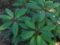 vignette Rhododendron Elliottii au beau feuillage au 31 03 12