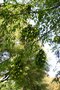 vignette Balais de sorcire sur Carpinus betulus