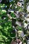 vignette Betula pendula ssp. pendula 'Purpurea'