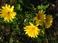 vignette Gerbera au 03 06 12