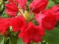 vignette Rhododendron Melville qui ouvre ses belles fleurs rouges au 03 06 12