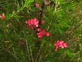 vignette Grevillea juniperina au 02 06 12