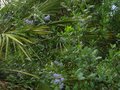 vignette Ceanothus arboreus trewithen blue au 02 06 12