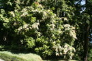 vignette Pieris formosa var. forrestii