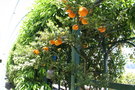 vignette Pergola d'agrumes - Chinotto - Citrus myrtifolia